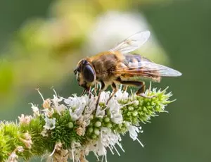 A close-up of a bee resting on a flower