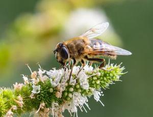 A close-up of a bee resting on a flower