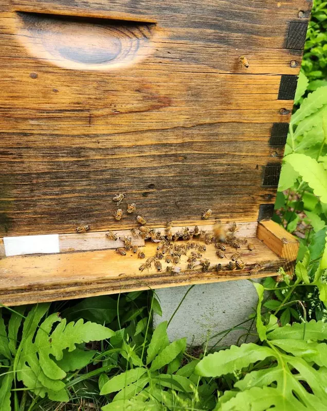 Beehive at Veolia West Bridgewater Recycling Facility