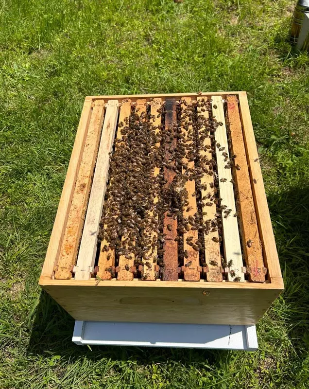 Honeybees Jersey City Water Treatment Plant