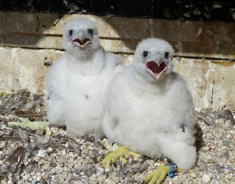 Two baby falcons