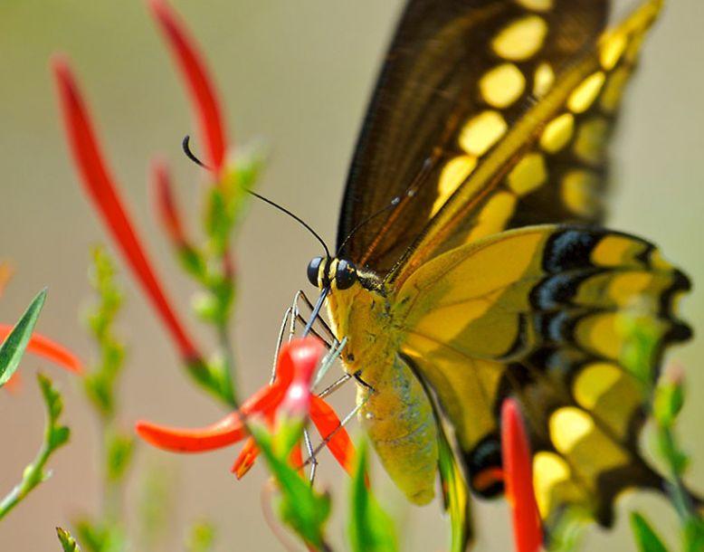 A butterfly is seen up close, perched on a plant's leaf