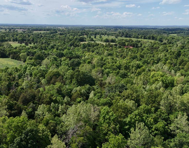 A forest is seen from above in an aerial view