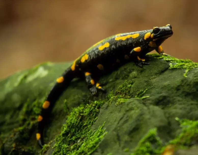 A close-up of a salamander in its environment